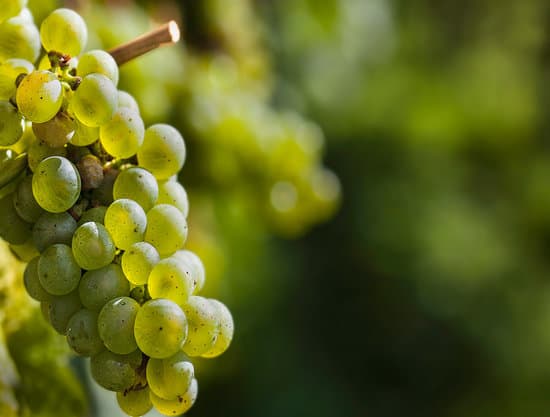 Welche Weine passen zu Merlot aus verschiedenen Anbaugebieten?